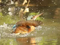 IJsvogel [Alcedo atthis] - Poldervaart Schiedam (25mrt2024)